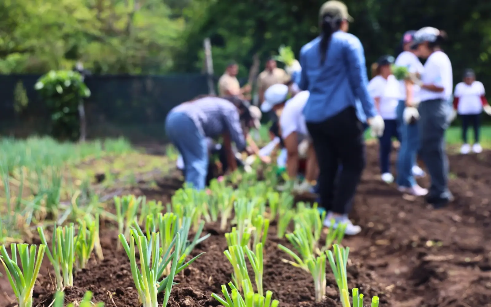 Programa de Servicio Social, RSE y Voluntariado